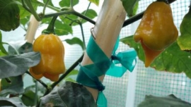 Fresh Trinidad Scorpion Yellow Cardi 1lb